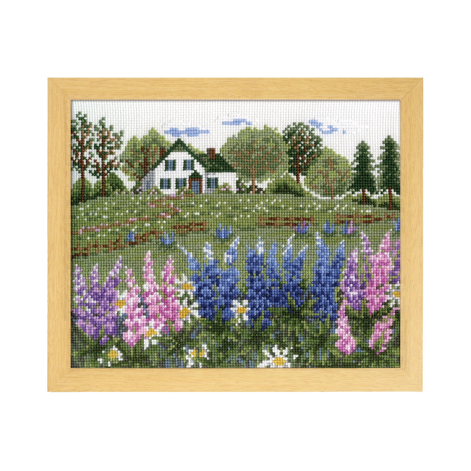 No.7426 Lupine flowers blooming in Anne&