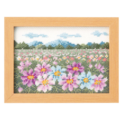 No.7554 October Cosmos blooming scenery